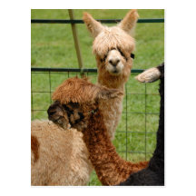 Alpacas Tarjeta Postal