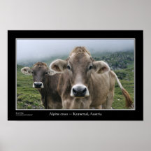~ alpino Kaunertal, Austria de las vacas Posters