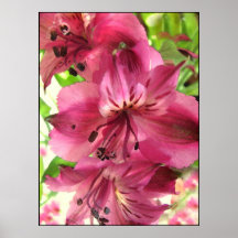 Alstroemeria Posters