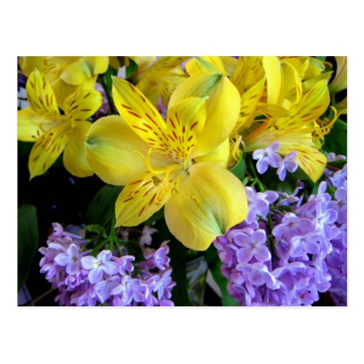Alstroemeria y postal de las flores de las lilas