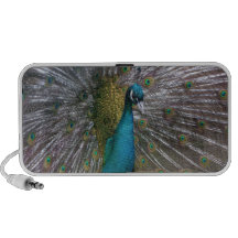 Altavoz del Doodle de la foto del pavo real