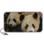 Altavoz del Doodle de los osos de panda
