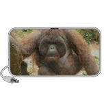 Altavoz del Doodle de Orangotang