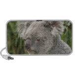 Altavoz del Doodle del oso de koala