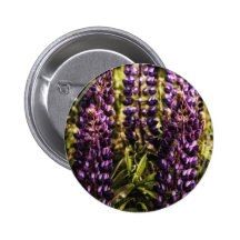 Altramuces Pin
