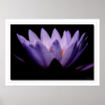 Amanecer de Lotus Poster