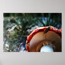Amanita Muscaria con la barra Poster