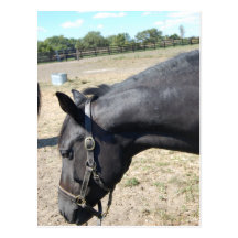 Amante del caballo tarjeta postal