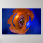 Amapola anaranjada en un poster de la burbuja