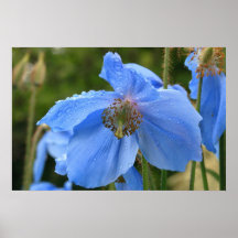 Amapola azul salvaje posters