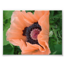 Amapola coloreada mandarina 2 impresiones fotograficas