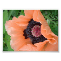 Amapola coloreada mandarina fotografías  