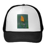 Amapola de California anaranjada, flores cerradas Gorros