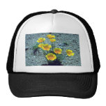 Amapola de California, Arizona Gorras