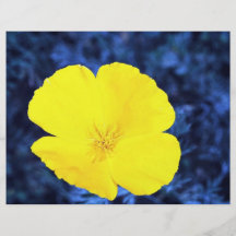 Amapola de California (californica del Eschscholtz Flyer Personalizado