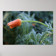 Amapola de California ligeramente helada Posters
