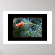 Amapola de California ligeramente helada Posters