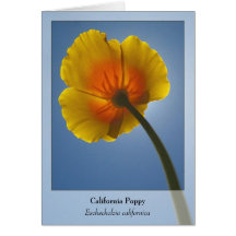 Amapola de California - Notecard nativo Tarjeton