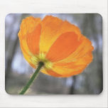 Amapola de Islandia anaranjada intrépida Alfombrillas De Ratón