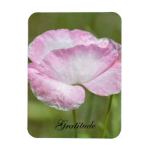 Amapola de Islandia de la gratitud Imanes Flexibles