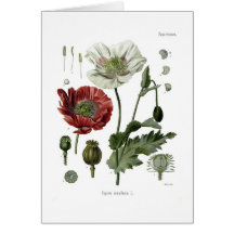 Amapola de opio felicitación