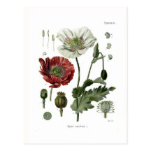 Amapola de opio tarjeta postal