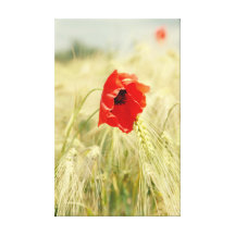 Amapola en Kornfeld Impresión En Lienzo Estirada