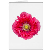 Amapola Felicitacion
