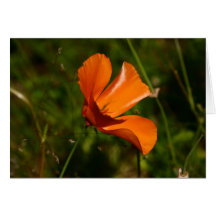 Amapola Felicitacion