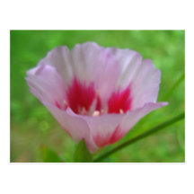 Amapola floreciente tarjeta postal