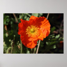 Amapola galesa (naranja) poster
