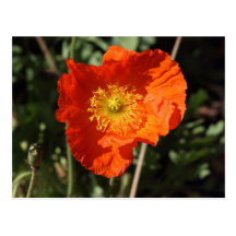 Amapola galesa (naranja) tarjetas postales