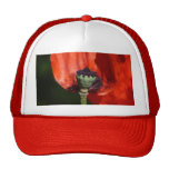 Amapola Gorros Bordados