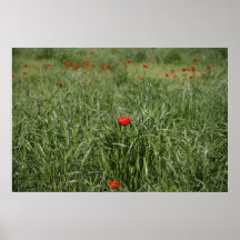 Amapola Impresiones