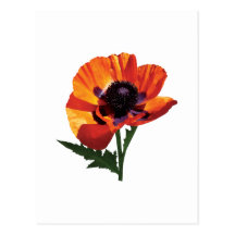 Amapola oriental tarjeta postal