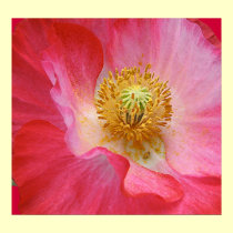 Amapola posters