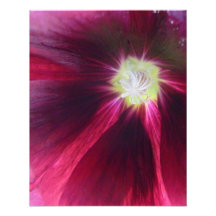Amapola púrpura arte con fotos