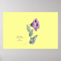 Amapola púrpura, Papaver - somniferum por JDavies Poster