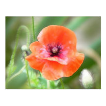 Amapola roja de Flandes Postales