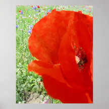 AMAPOLA ROJA POSTERS