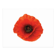 Amapola roja tarjetas postales