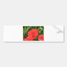 amapola roja vibrante etiqueta de parachoque