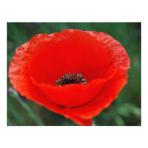 Amapola roja y significado invitaciones personalizada