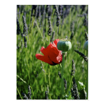 Amapola y vaina rojas con lavanda tarjeta postal