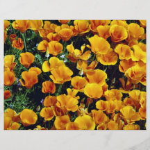 Amapolas de California en la floración, Lancaster, Tarjetón