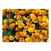 Amapolas de California en la floración, Lancaster, Anuncios