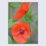 Amapolas de campo inglesas tarjetas