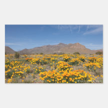 Amapolas de El Paso Pegatina