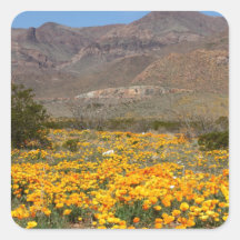 Amapolas de El Paso Pegatina Cuadradas