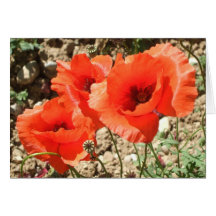 Amapolas Felicitacion